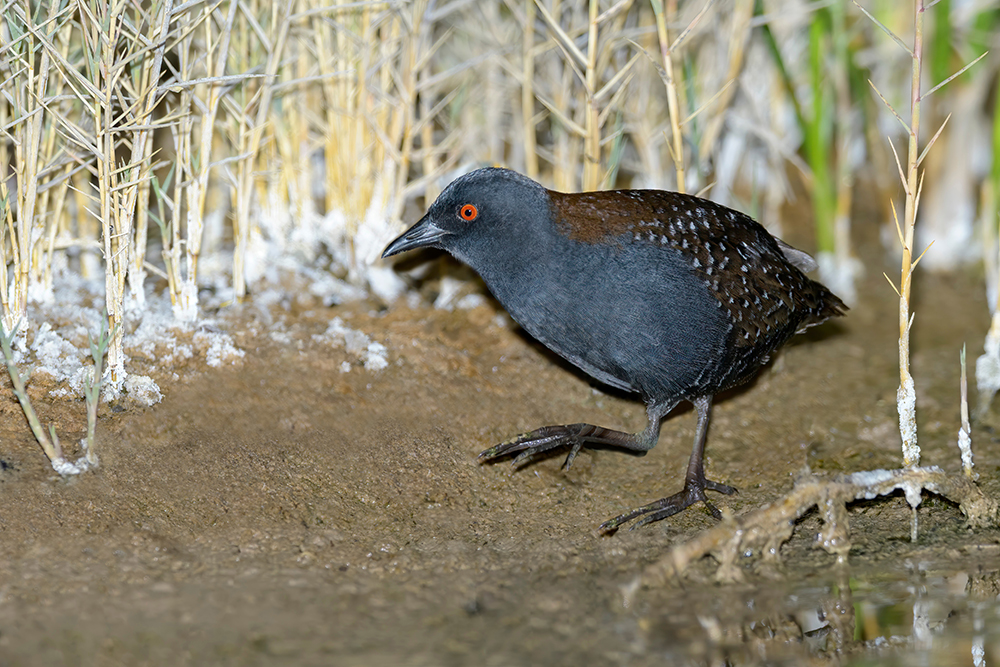Adult male Black Rail (Laterallus jamaicensis) standing in a swamp during the night in Imperial County, California, USA.