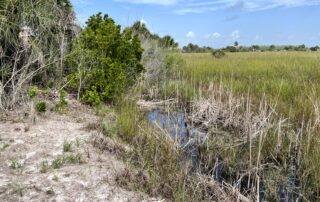 Funding through NAWCA will help restore hydrology on close to 1,000 acres in this South Florida wetland by leveling berms (left) and filling ditches. Craig Faulhaber