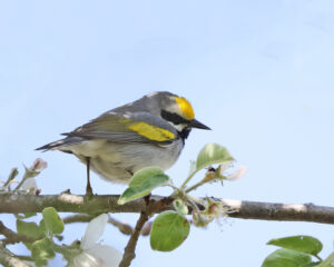 Golden-winged Warbler. Tom Murray, Creative Commons