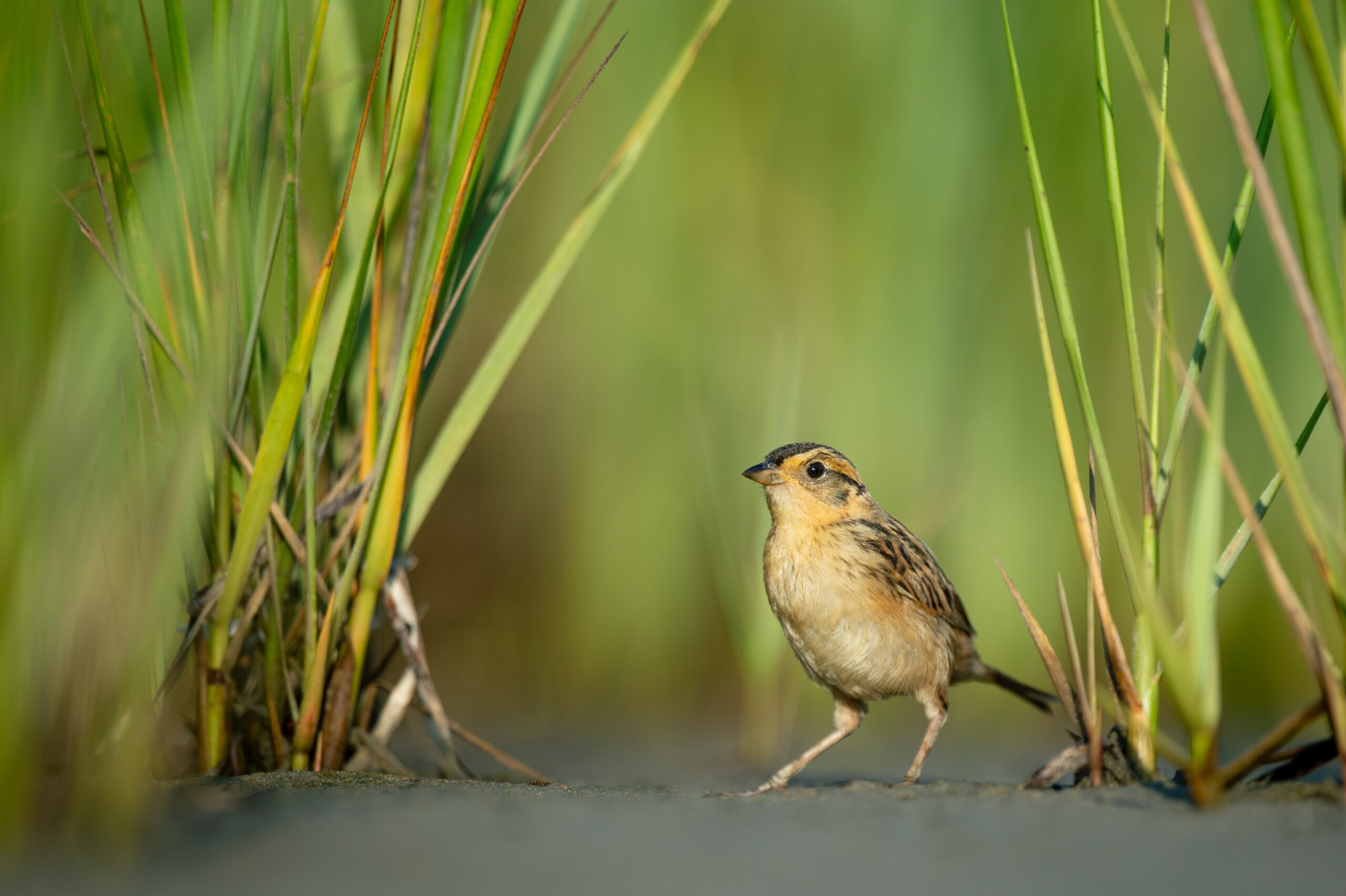 Saltmarsh Sparrow. Photo by Ray Hennessy