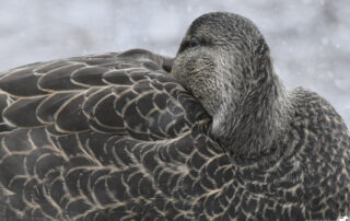 American Black Duck resting. Photo by Dave Bowers