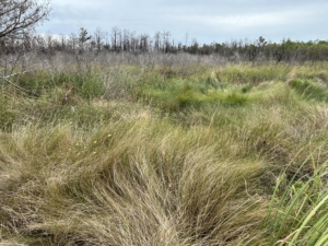 Black Rail habitat in North Carolina. USFWS