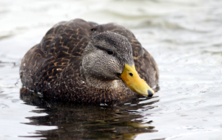 American Black Duck by Fyn Kynd Photography