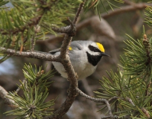 Golden-winged Warbler. Caleb Putnam