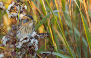 Saltmarsh Sparrow