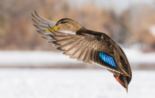 American Black Duck flying