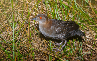 Black Rail
